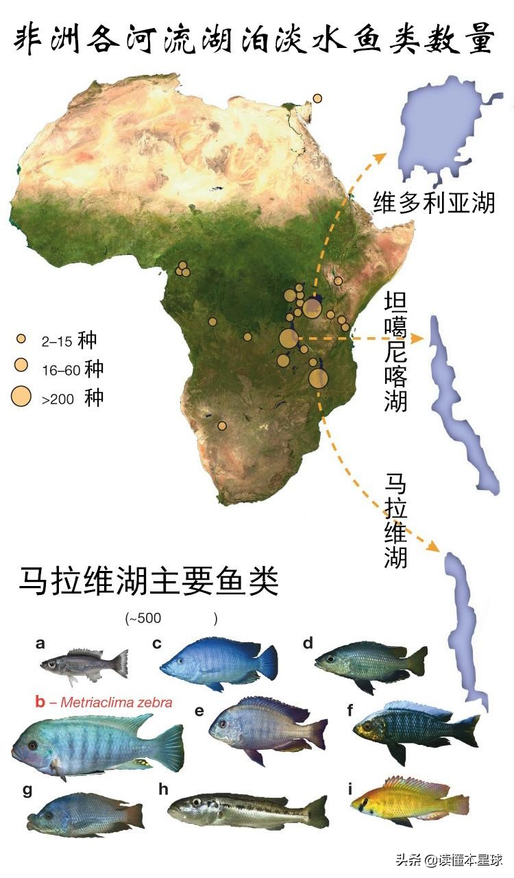 200个鄱阳湖容量的马拉维湖,如何成非洲三国角逐主战场?