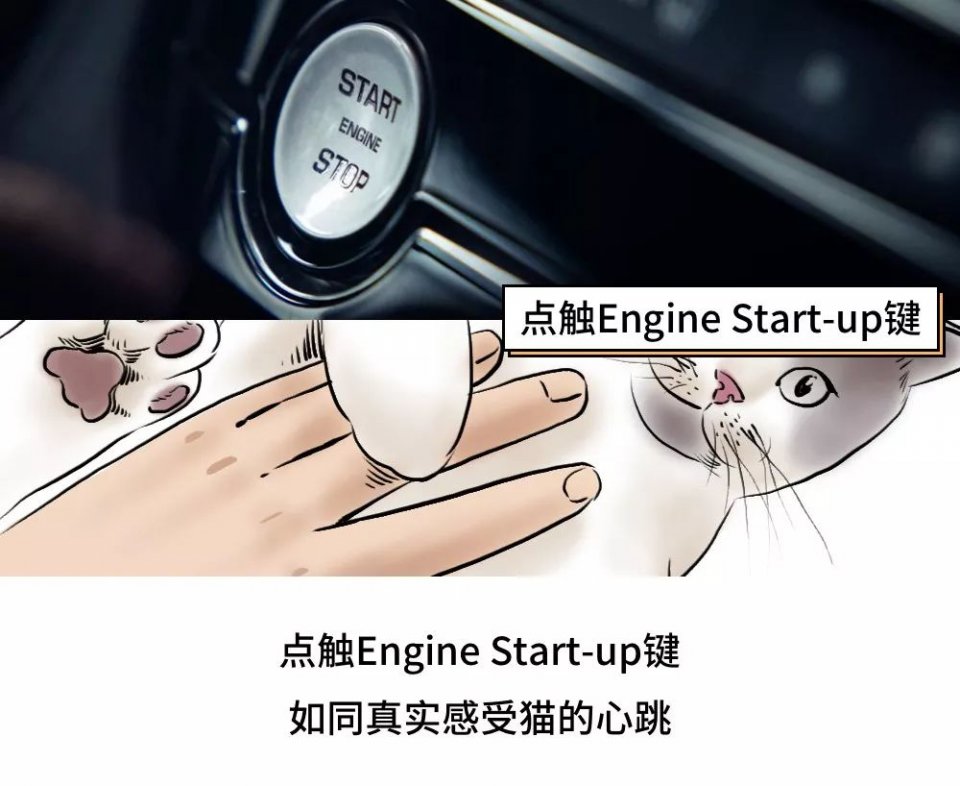 城市里养猫的人非富即贵,有多少人养猫家里有钱了