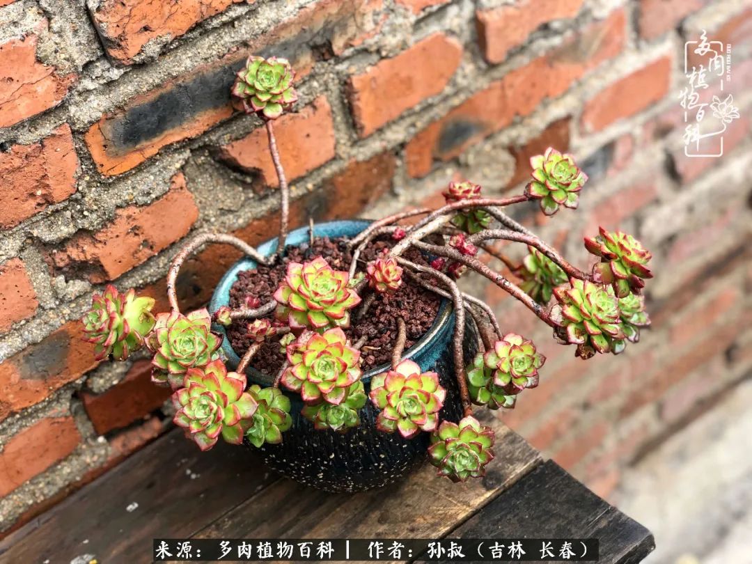 与多肉一起成长,与多肉相伴