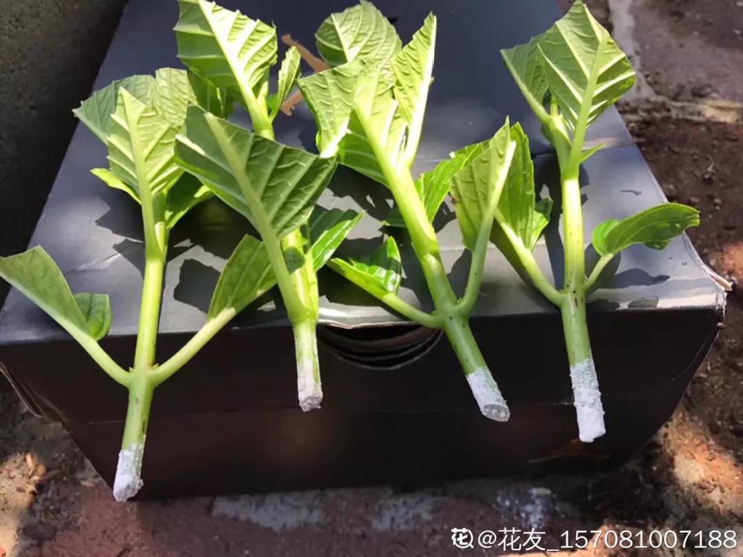 天竺葵怎么扦插容易成活图片,冬季天竺葵扦插怎样成活率高