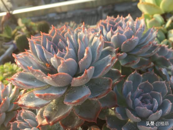 蓝石莲能露养吗,蓝石莲的养殖方法和注意事项