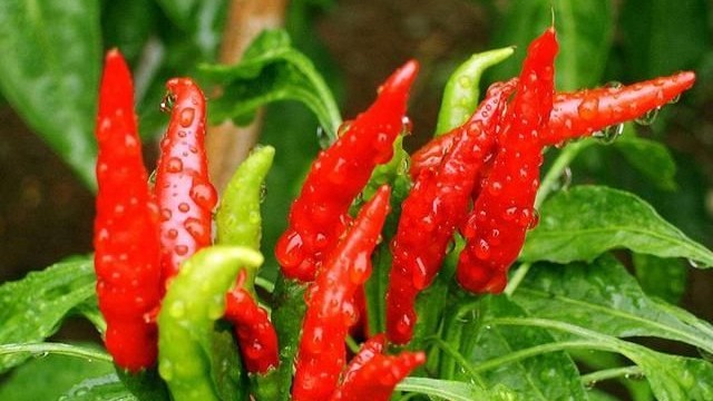 切菜时碰到辣椒很辣怎么缓解,切菜被辣椒辣到快速解辣方法