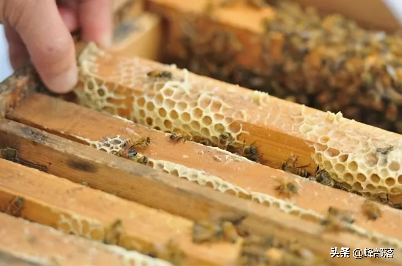 洋槐蜜造假,造假椴树蜜