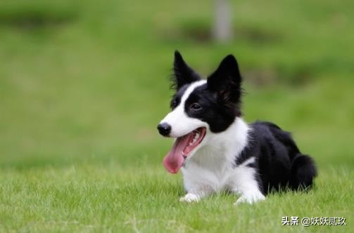 狗智商排名1至100金毛寻回犬,短毛小型犬最聪明的狗狗排行榜