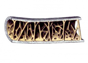 鸟类怎么样躲避极干旱的天气,野生动物如何躲避暴风雨