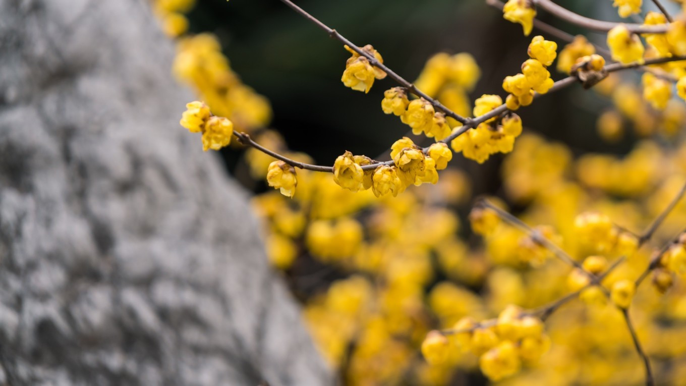 金陵第一园瞻园简介,南京瞻园最值得看的地方