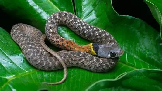 云南毒蛇品种大全及图片,云南毒蛇大全