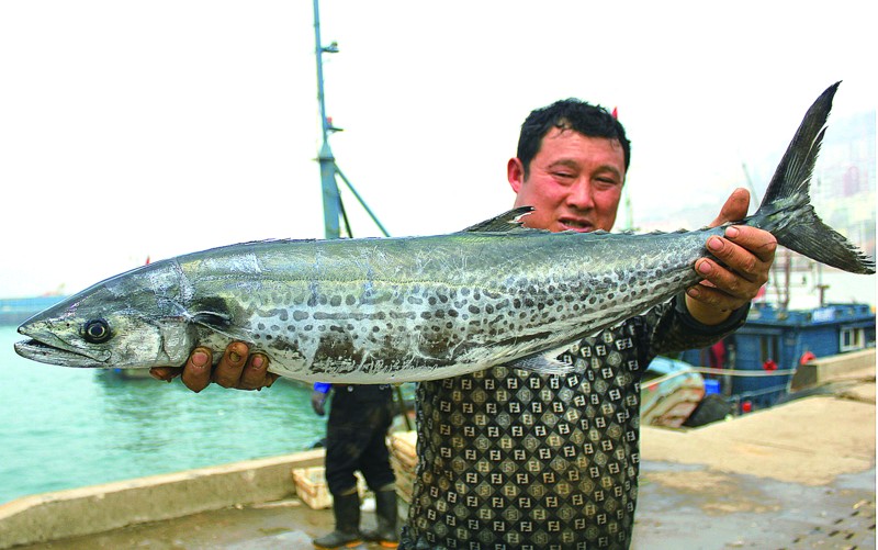 海洋十大速度最快鱼类,海洋十大鱼类最强排名