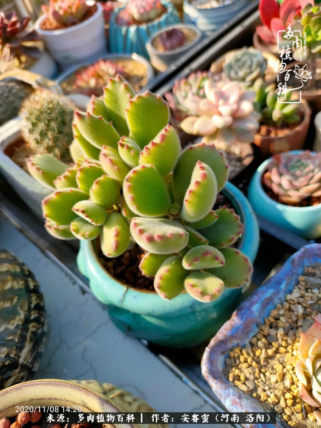 现在是多肉最美的季节,多肉最美的季节来啦