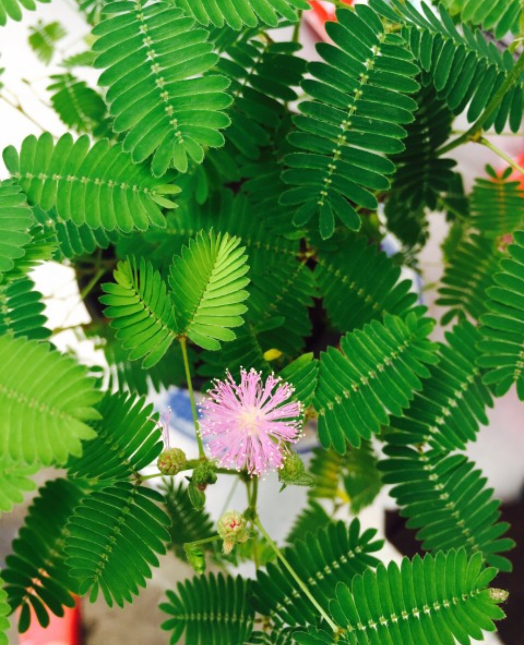 10种最毒花卉,20种大毒花