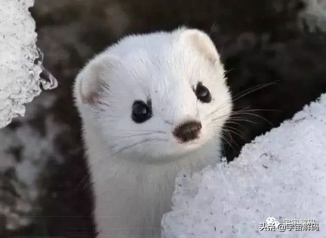 这些动物小时候太可爱简直萌化了,世界十大最受欢迎的动物
