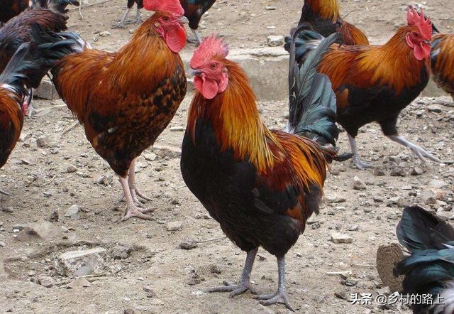 近几年农村最赚钱的养殖行业,当下最赚钱的农村养殖行业