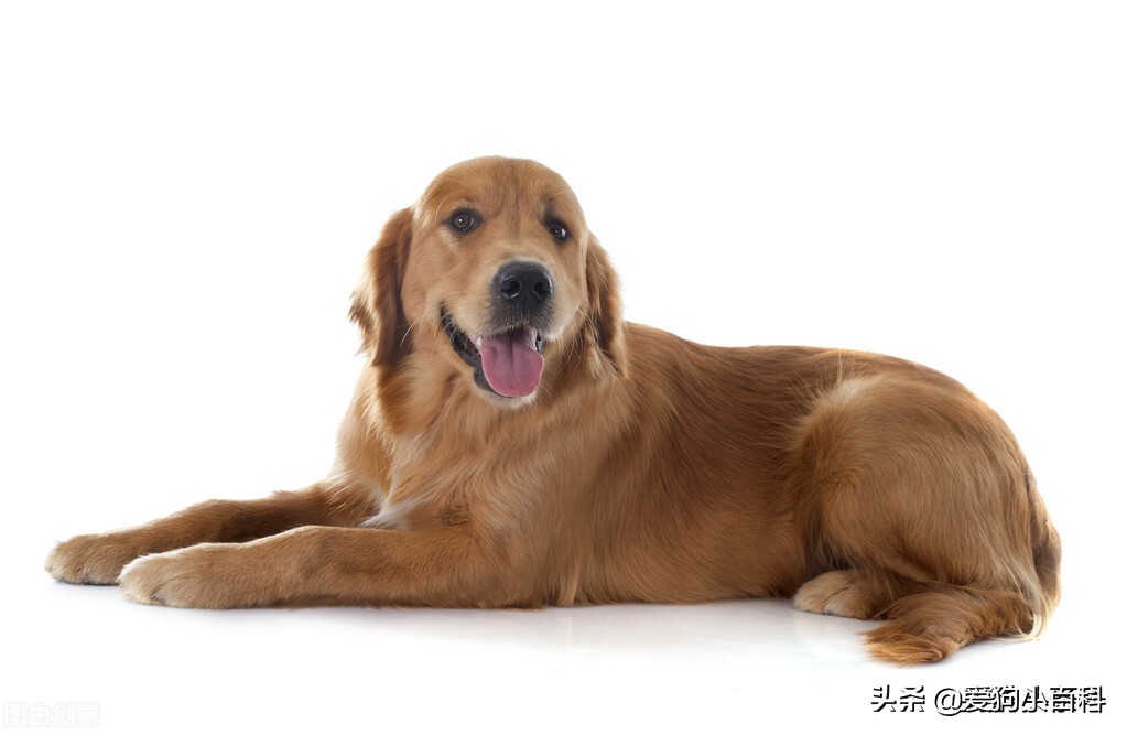 狗狗总有眼泪怎么办啊,狗狗总有泪痕怎么办