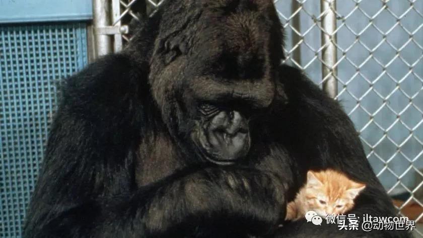 世界各国的著名动物,美国最著名的动物