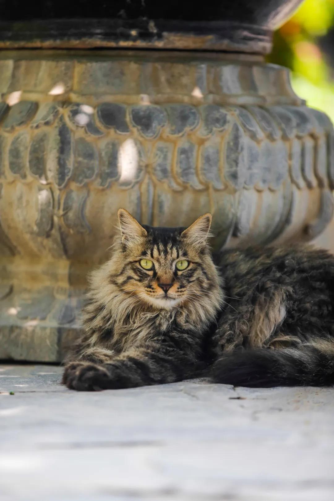 马霸霸|风度翩翩花荣荣