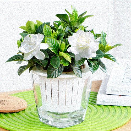 这3种花怕黄叶烂根,这些花不用浇水也能开花