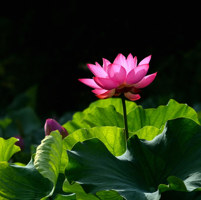 喜欢“水中花”就养这4种,一年四季有花赏,个个都很“仙”