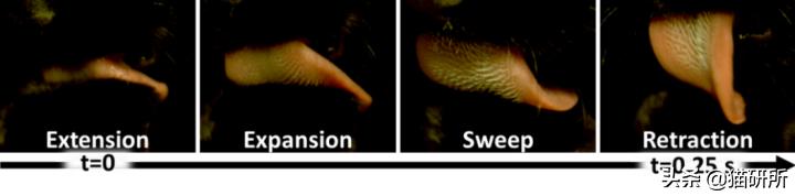 猫咪舌头上的“倒刺”其实是吸管？