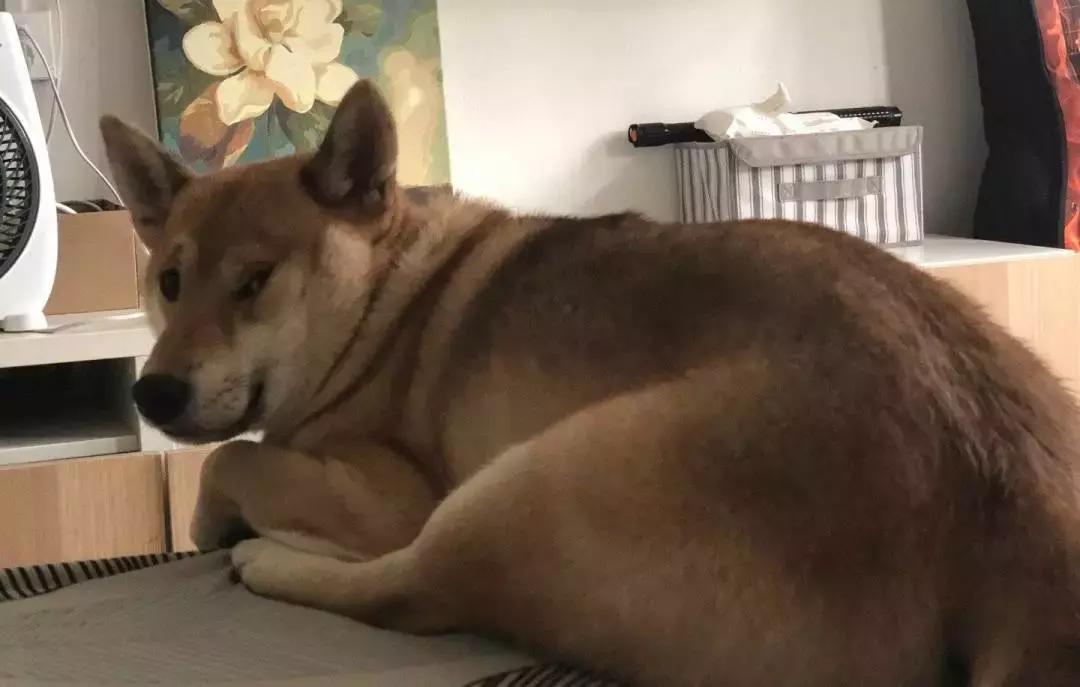 狗狗这么可爱，怎么舍得和它吵架呢？除非忍不住