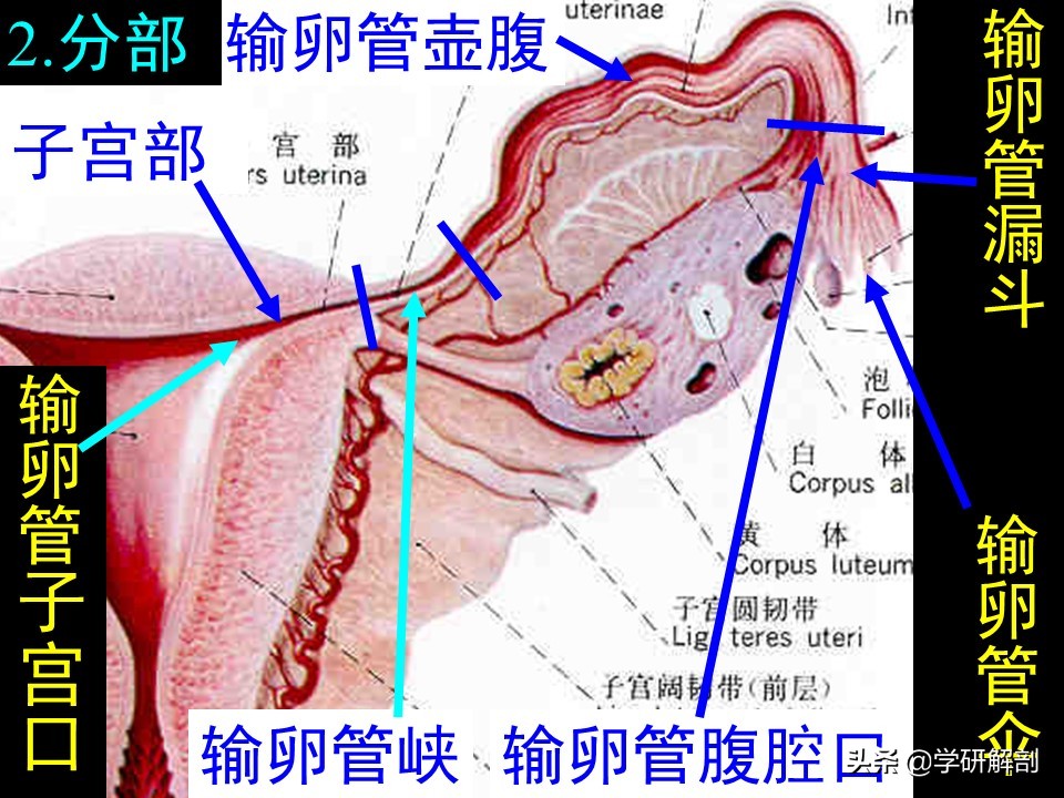 异位妊娠输卵管哪个部位破裂最晚,输卵管异位妊娠主要治疗方法
