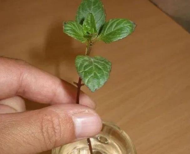 什么薄荷适合盆栽养殖呢,家养薄荷养殖方法