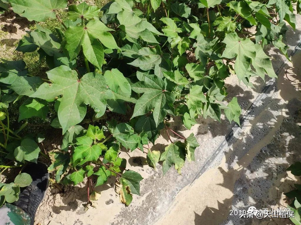 农作物病虫害情报第十期,2022年病虫情报第四期