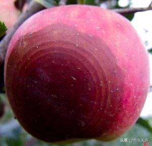 轮纹病最佳防治方法,轮纹病防治用什么农药