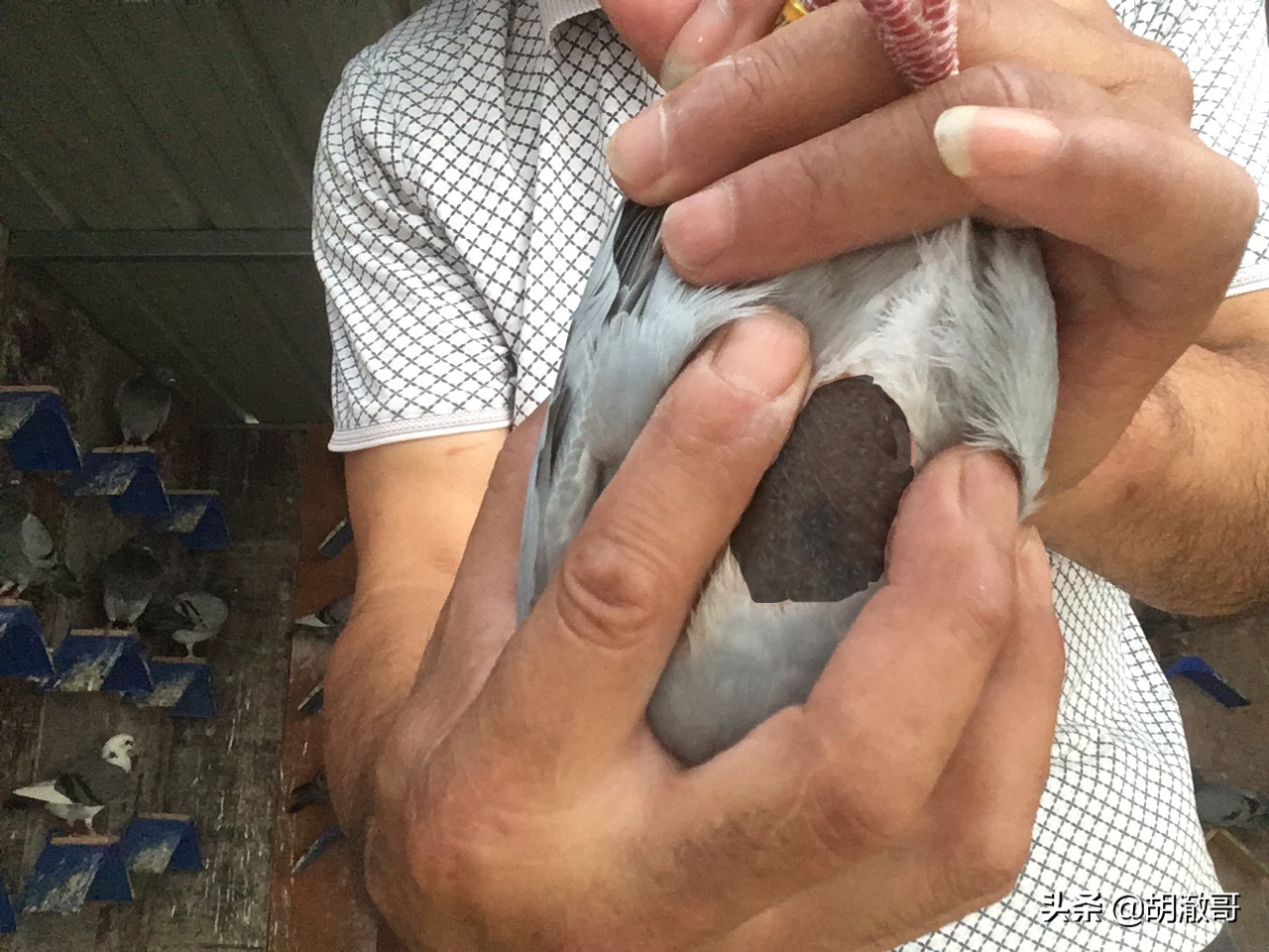 鸽子胸发紫怎么回事,鸽子出现紫胸是什么原因