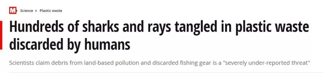 1116只鲨鱼被塑料缠住，不及余文乐发布一则视频引发的“痛感”