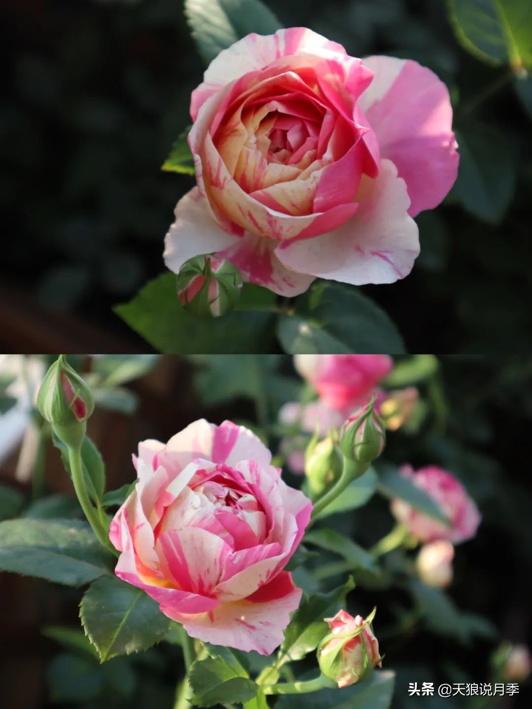 怎么打造露台小花园,如何打理自己的露台小花园