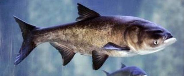 去菜市场买菜不知道买什么,去批发市场买鱼要注意些什么