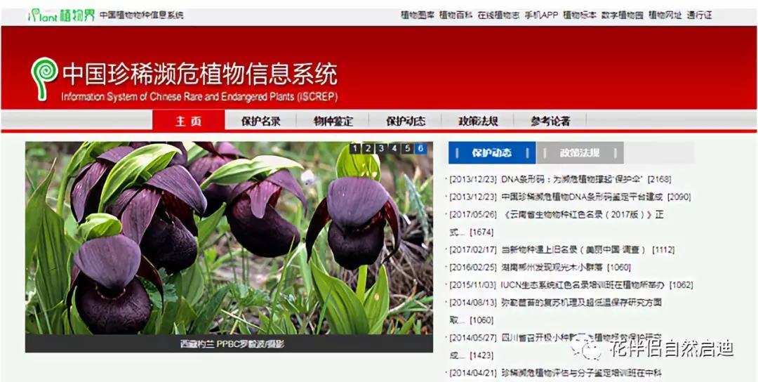 植物检索网站官网,植物检索表100种