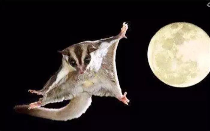 网红飞鼠被非法捕捉，不做检疫便低价出售，专家建议：危险别养！