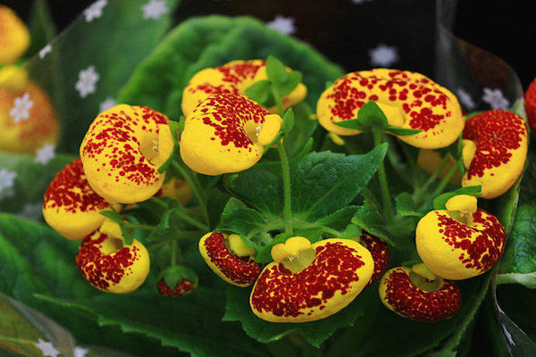 家里养什么花最好养耐活招财,家庭养什么花最招财又好看