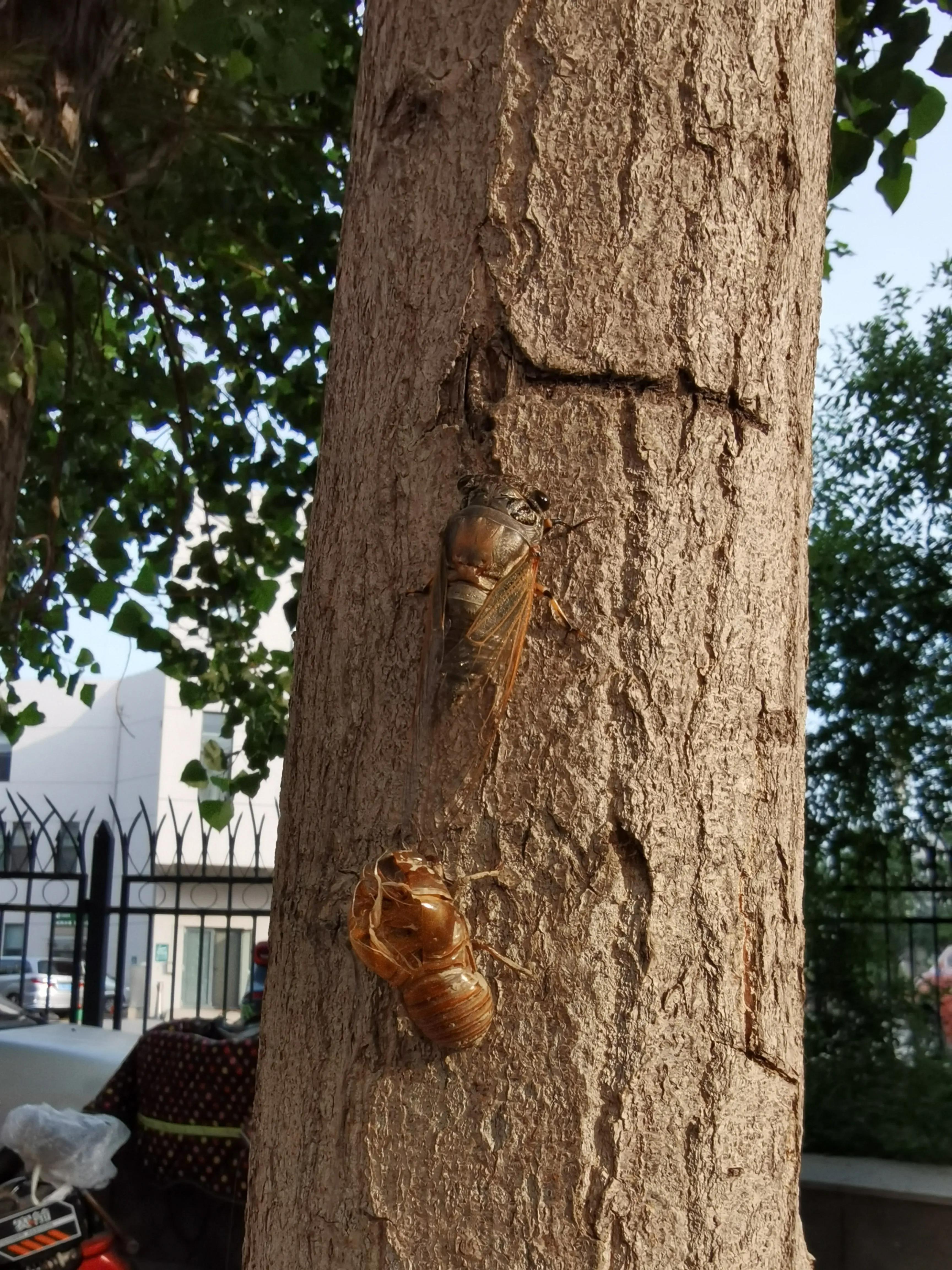 七月来了，天津小区知了钻出地面，曾经枯死的石榴树竟有发芽的