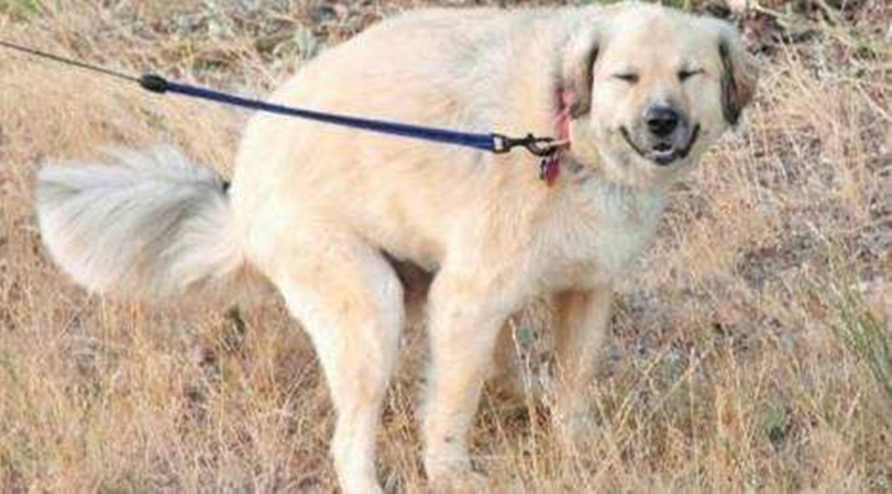 狗狗便便不干净,狗狗便便不成形特别臭是什么原因