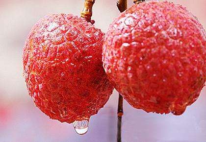 为了阻止荔枝集体自杀，古往今来荔枝控们费尽心机（菲李漫画）