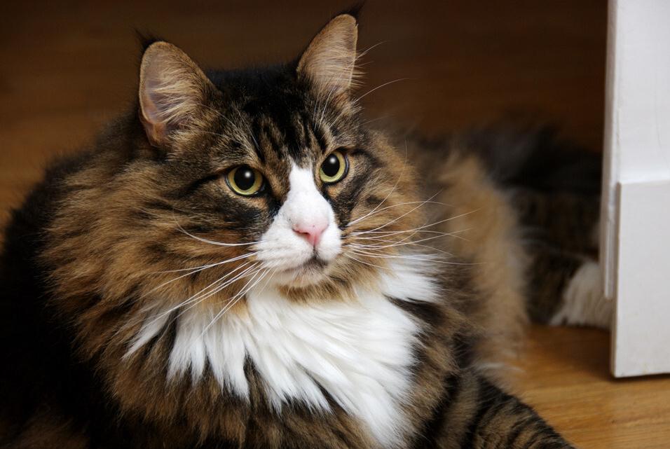 适合男生养的帅气的猫,最适合男生养的宠物猫品种