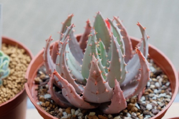 六种可以吃的芦荟品种图片图文,所有芦荟