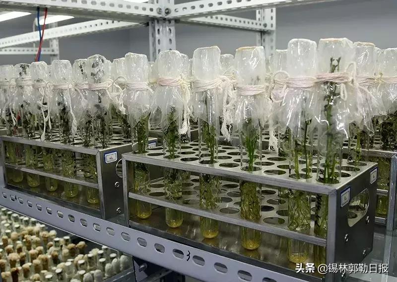 锡盟土豆,锡盟土豆一斤多少钱