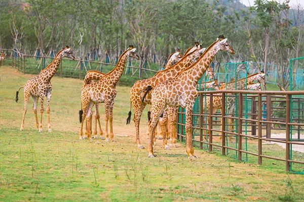 金牛湖野生动物王国过年去怎么样,金牛湖野生动物王国游玩时间