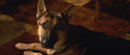 什么样才算纯种狗？纯种狗是怎么培育出来的？