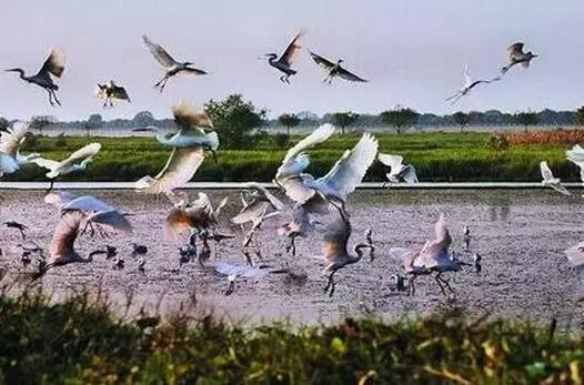 广州本地人最喜欢去的20个地方,你去过几个?