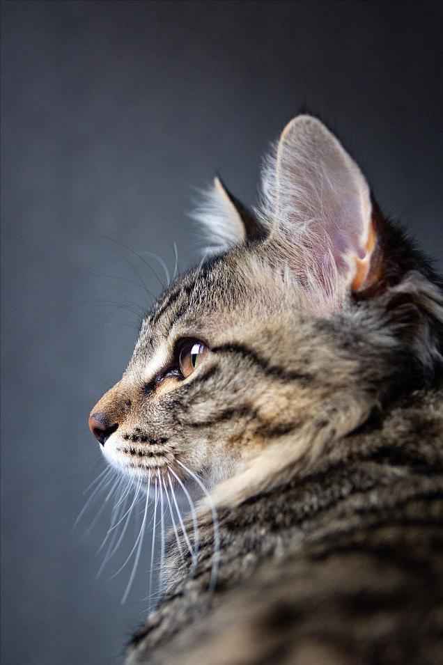 关于中华田园猫的全部资料大全,中华田园猫的名字大概都是什么