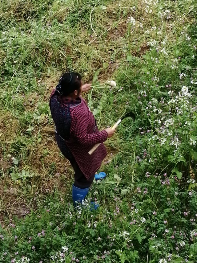 陌上花开,彩蝶翻飞,蜜蜂采蜜,这是一阙美丽的《蝶恋花》