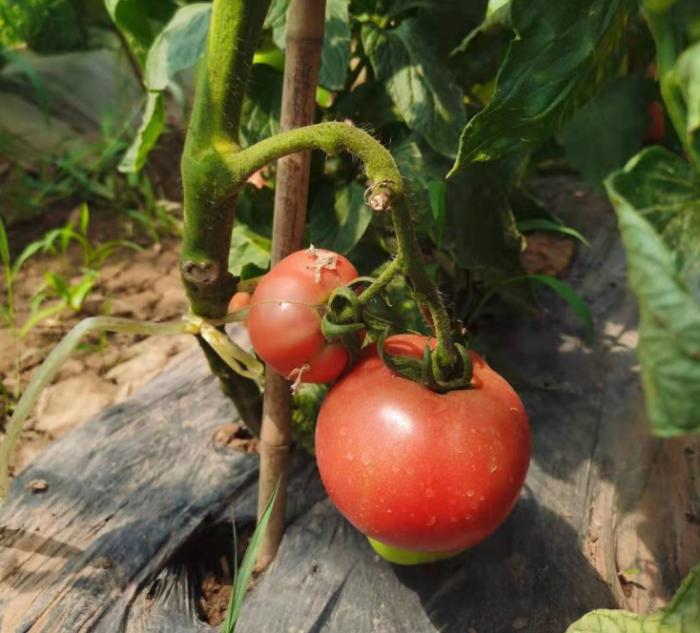 有机蔬菜是不是智商税,为什么说有机蔬菜是交智商税