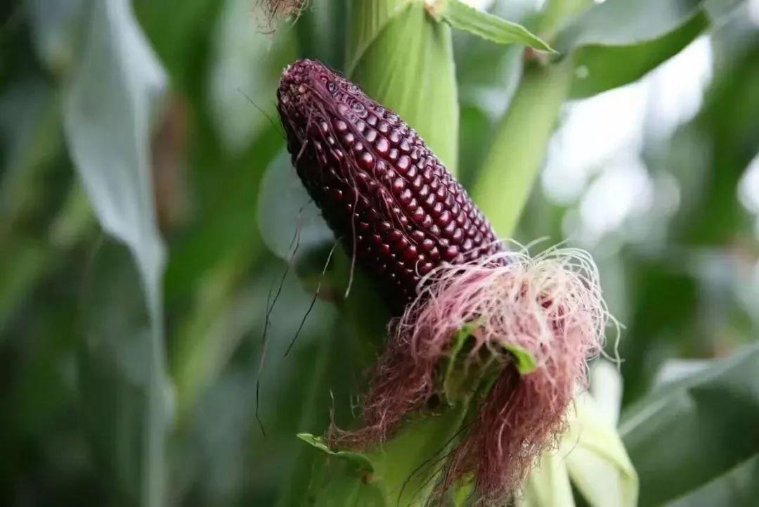 红宝石玉米可以生吃吗,红宝石玉米生食