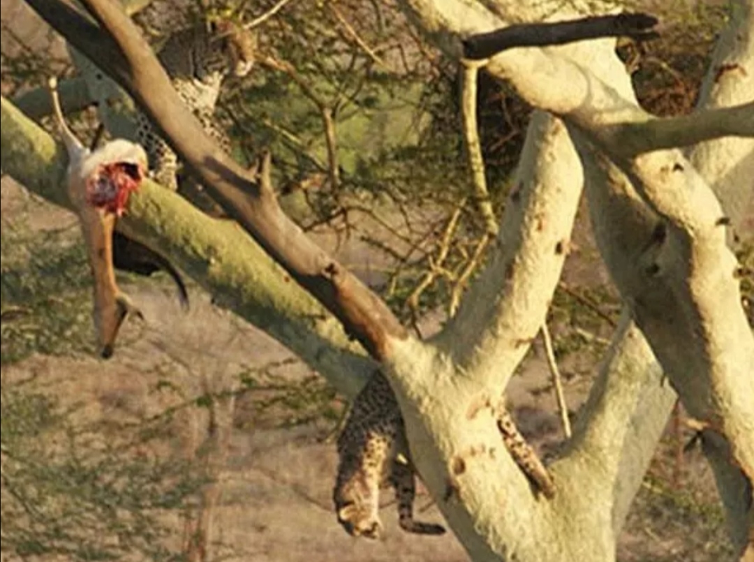 花豹捕食猎豹全过程,猎豹牛羚捕杀技巧