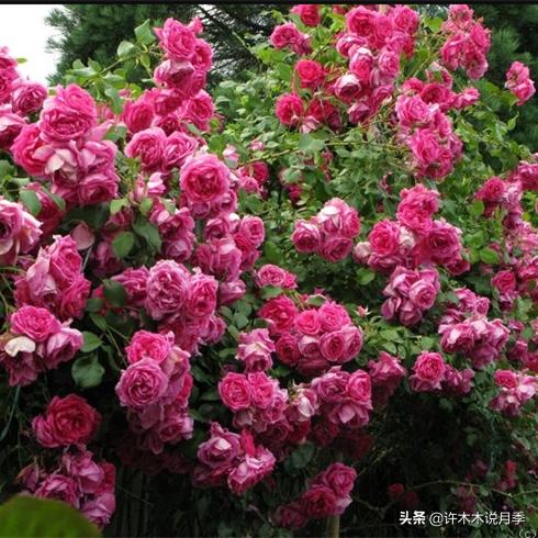 月季为什么不开花和品种有关系吗,买回来的月季不长花骨朵怎么办