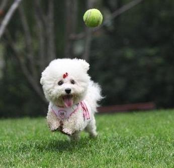 比熊犬的这6大缺点,比熊犬容易出现哪些问题